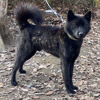 純血　甲斐犬のカッコイイ男の子