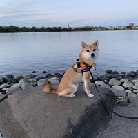 ひま