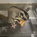 フクロモモンガ　♂