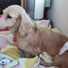 ミニチュアダックス♀アップル サムネイル4