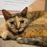 スリゴロでとってもかわいいサビ猫女の子！