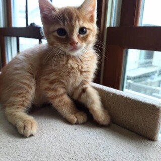 可愛い茶虎の男の子【譲渡会に参加】