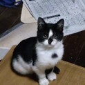 三兄妹の可愛いニャンコ