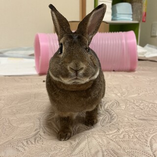 なでなで大好き・ヤックルくん