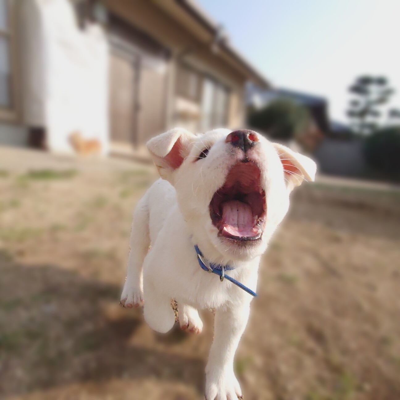 愛くるしさフル回転 可愛 香川県 犬の里親募集 ペットのおうち 月間利用者150万人 愛くるしさフル回転 可愛 香川県 犬の里親募集 ペットのおうち 月間利用者150万人