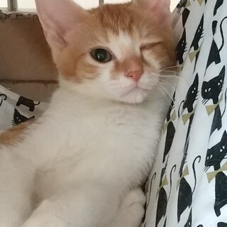 白茶おす７か月齢　三毛妹と♪