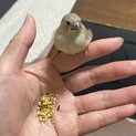 錦華鳥（キンカチョウ）の雛