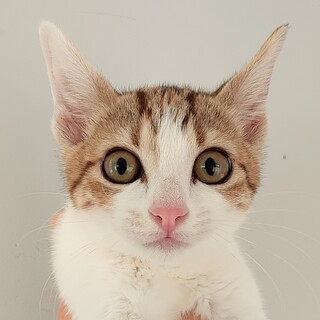 譲渡されました。