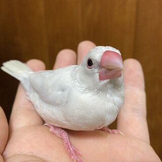 パステルシルバー文鳥、白文鳥の里親決まりました