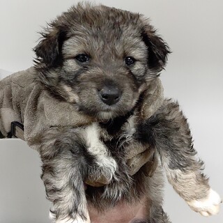 可愛い子犬の兄妹　589　590　動画あり