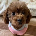 だ〜るまさんがこーろんだ♪ 慎重派リビーちゃん