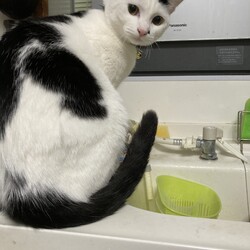 「まつりさん、ぜんぶ兄貴のせいｗ」サムネイル2