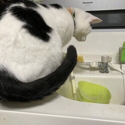 「まつりさん、ぜんぶ兄貴のせいｗ」サムネイル3