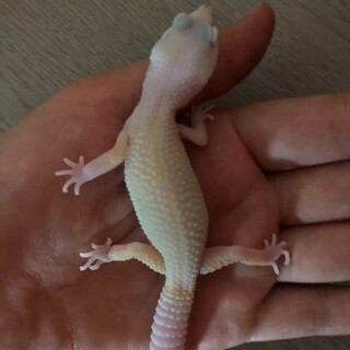 ご飯大好きイケメンくん