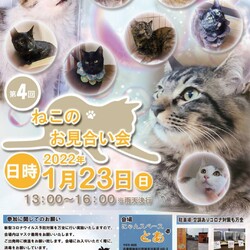 にゃんスペースとあ　ねこのお見合い会