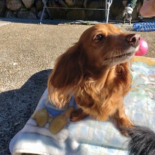 ダックス　かずみん