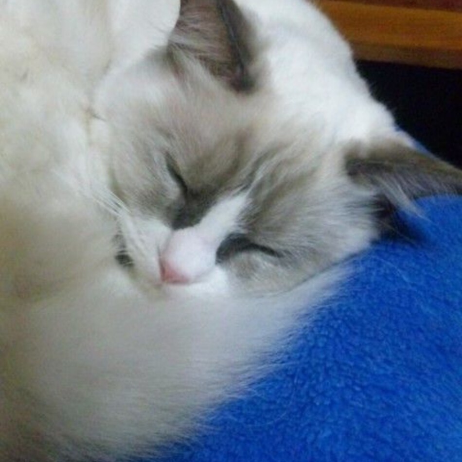 とっちぃのカバー写真