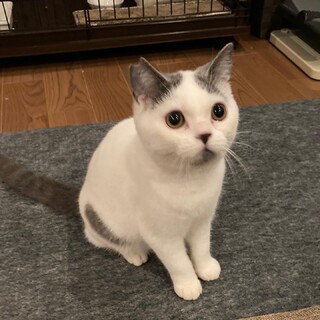 [12/26譲渡会参加]らい君