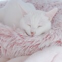 おとなしく甘えん坊の白猫の女の子【推定5歳】