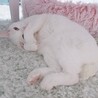 おとなしく甘えん坊の白猫の女の子【推定5歳】 サムネイル3