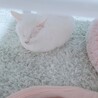おとなしく甘えん坊の白猫の女の子【推定5歳】 サムネイル4