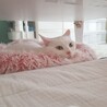 おとなしく甘えん坊の白猫の女の子【推定5歳】 サムネイル5
