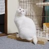 おとなしく甘えん坊の白猫の女の子【推定5歳】 サムネイル6