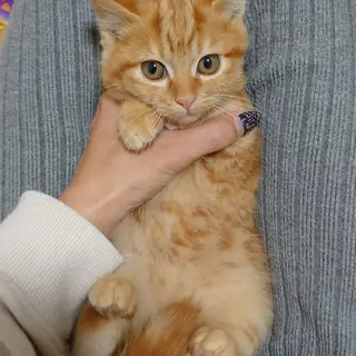 1月9日堺市★里親会★ルジェちゃん