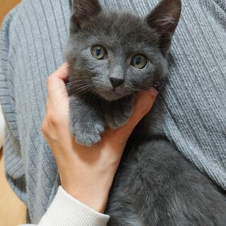 1月9日堺市★里親会★ジル君