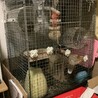デグーさんの　お家