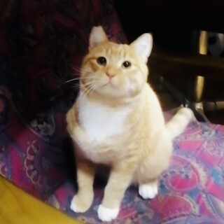 白足袋はいた甘えん坊の茶トラ男の子の空君