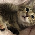 たくさん甘えたい子猫です