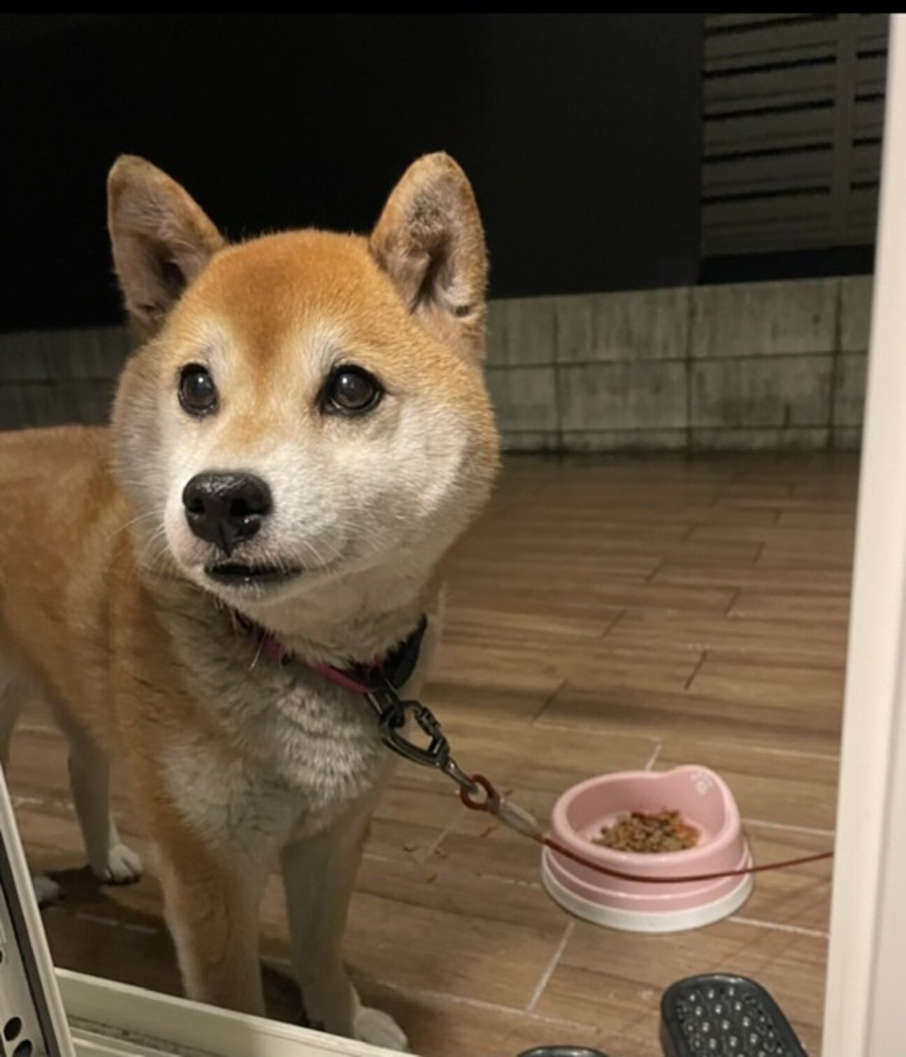 目が綺麗な柴犬 ハッピーちゃん 岐阜県 犬の里親募集 ペットのおうち 月間利用者150万人