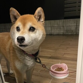 目が綺麗な柴犬　ハッピーちゃん