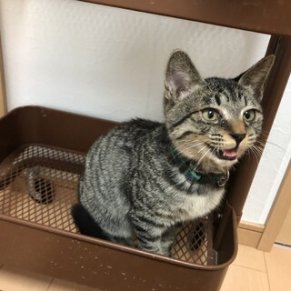 通貨兄妹　食いしん坊のおしゃべりさん  プント♂