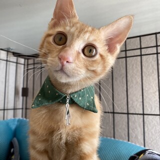 スリスリ・ゴロゴロ♡ 甘えん坊の 粒すけ♂