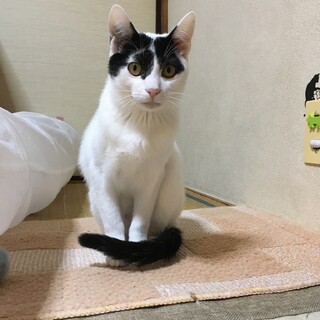 やんちゃっこ寿