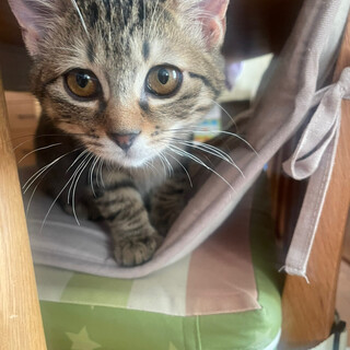 おっとり甘えん坊のキジトラ男の子★生後4ヶ月