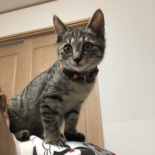 通貨兄妹　甘え上手な女の子♡　フラン♀