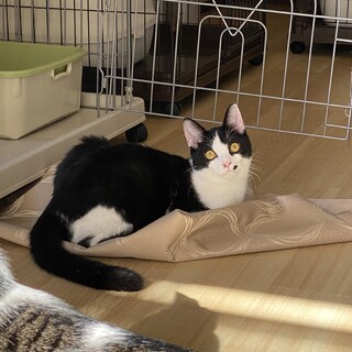 人馴れ抜群、まいきー君