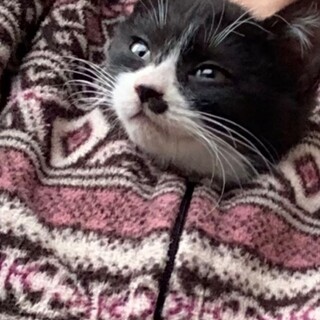 兄弟猫モン君ブラン君