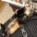 可愛がってくれる方募集してます