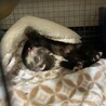 可愛がってくれる方募集してます サムネイル2
