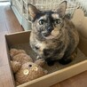 猫村太郎
