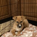 生後約4ｹ月の里親緊急募集