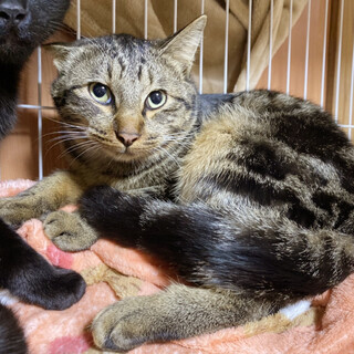 アメショー風ミックス　虎次郎君　1歳