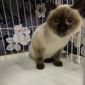とってもキュートなシャムミックスのシュガー君♡