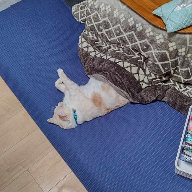 ゆい81のカバー写真