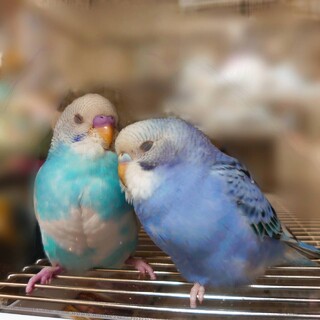 【交渉中】セキセイインコ、２羽