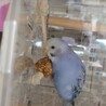 【交渉中】セキセイインコ、２羽 サムネイル2